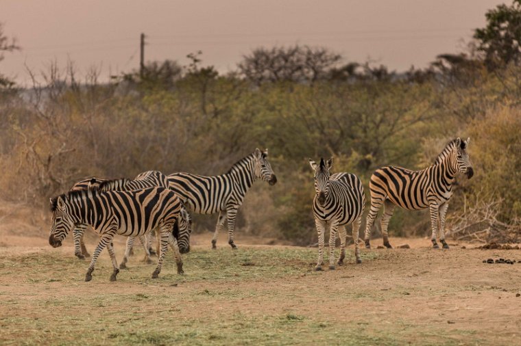 044 Tshukudu Private Game Reserve, zebra's.jpg